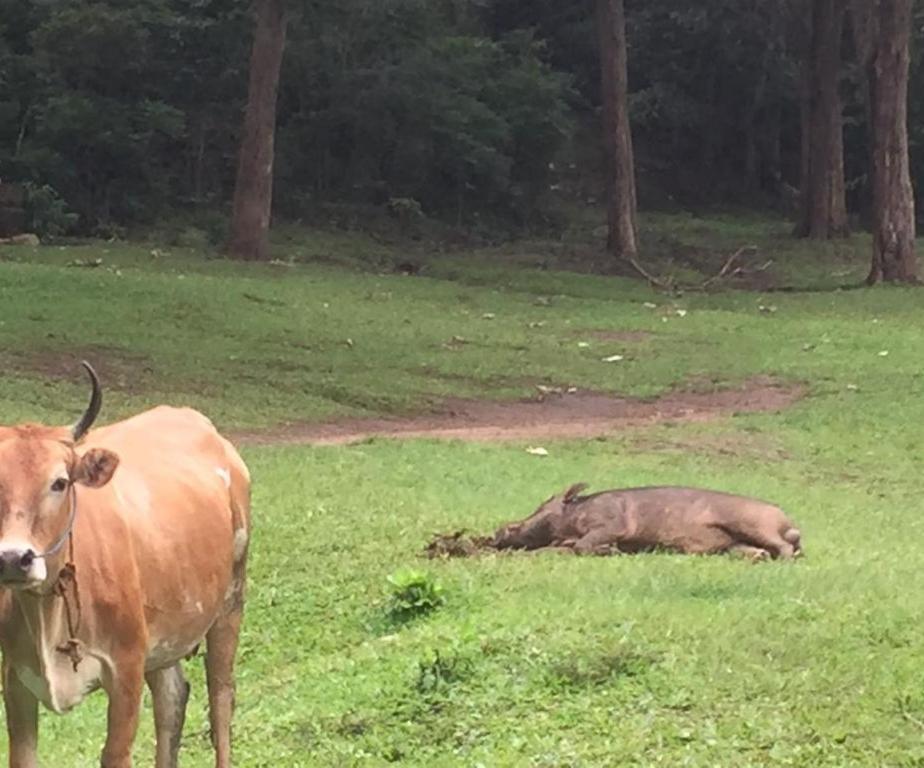 Wild Window - Forest View Homestay Thekkady Exterior foto