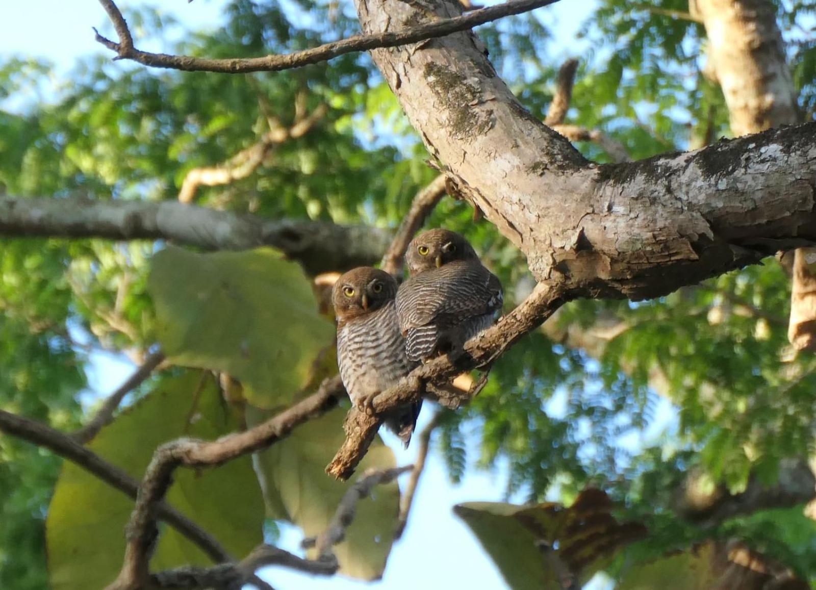 Wild Window - Forest View Homestay Thekkady Exterior foto