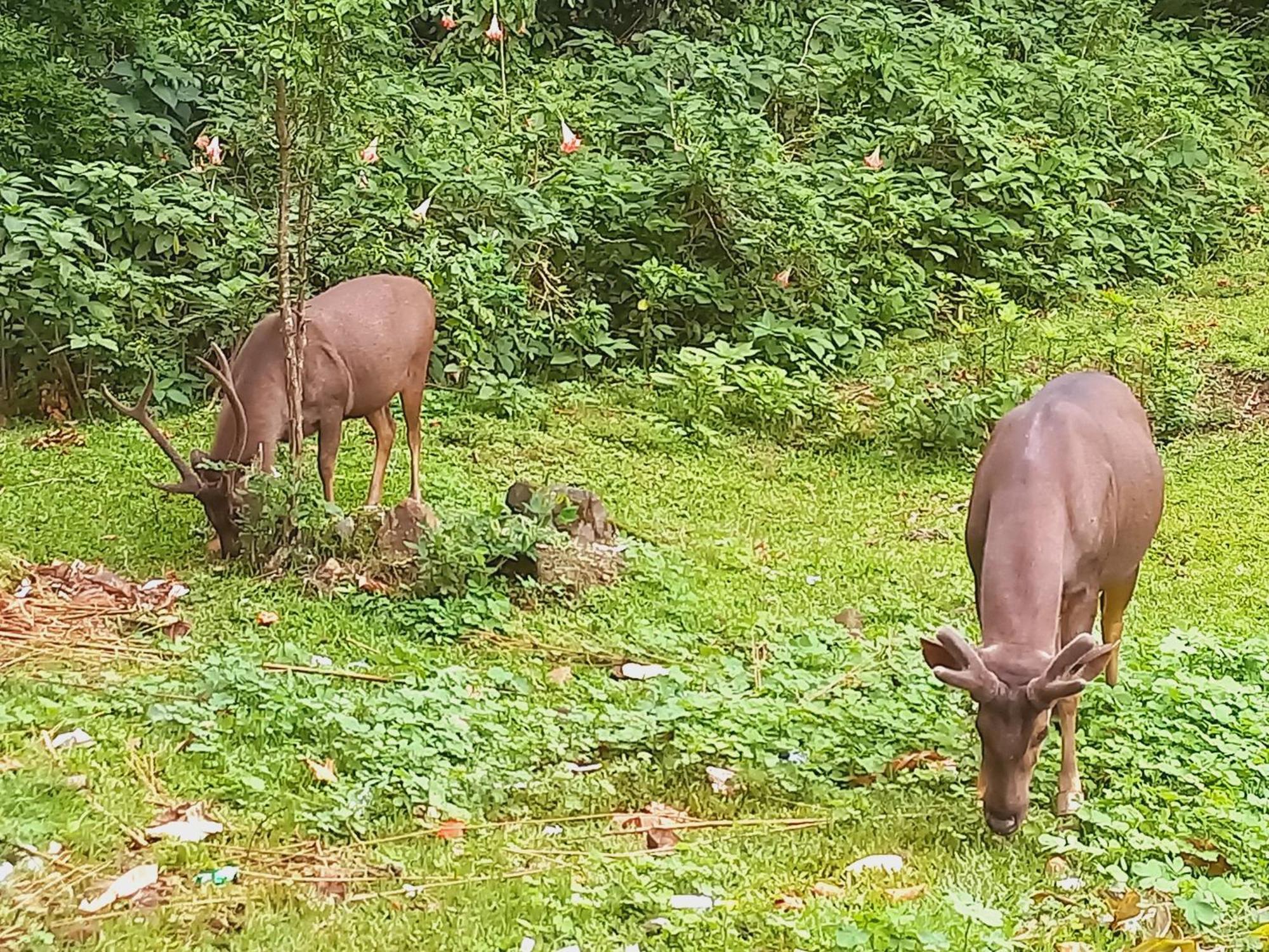Wild Window - Forest View Homestay Thekkady Exterior foto