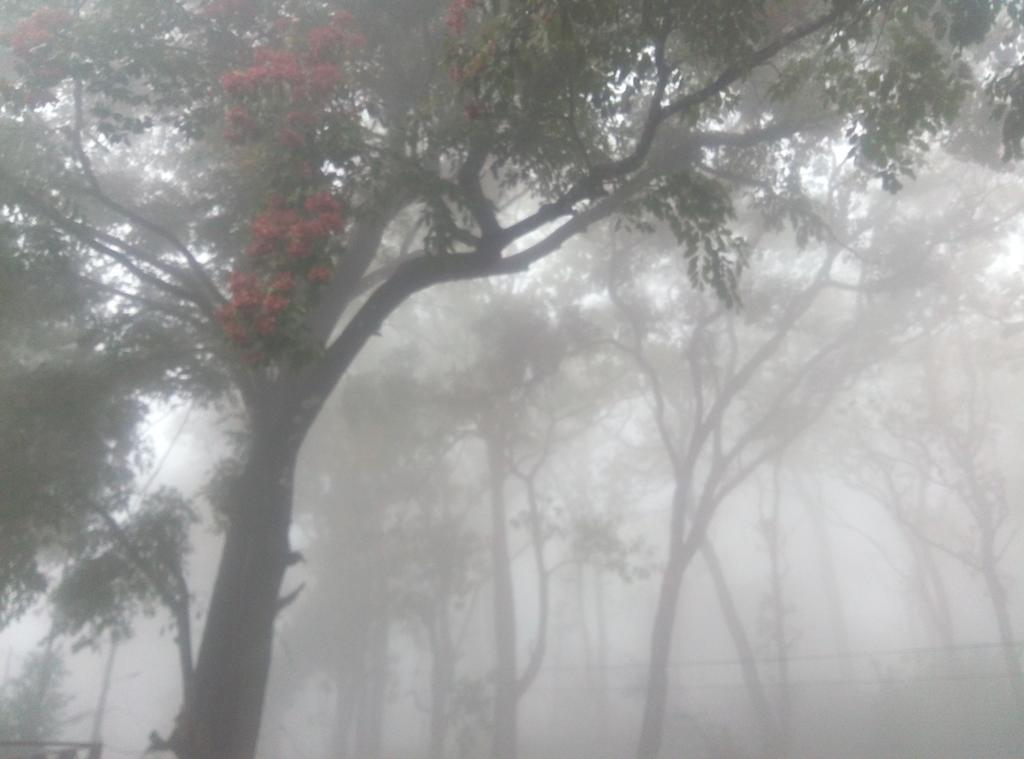 Wild Window - Forest View Homestay Thekkady Exterior foto